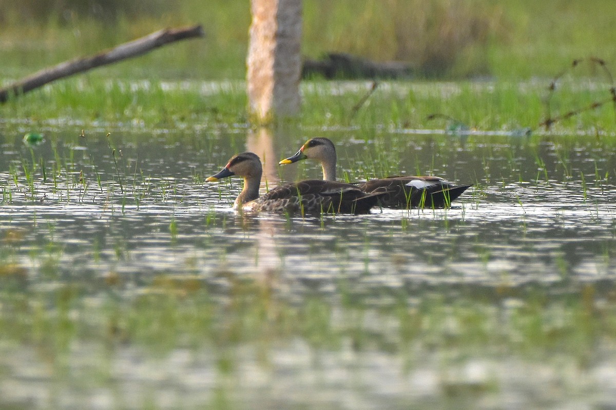 Indian Spot-billed Duck - ML646680786