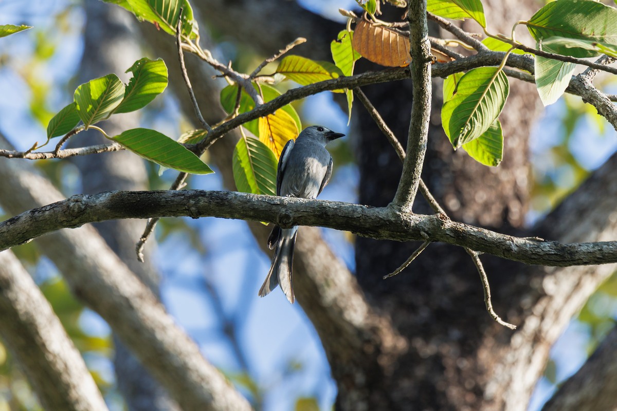 askedrongo (innexus/leucogenis/salangensis) - ML646680795