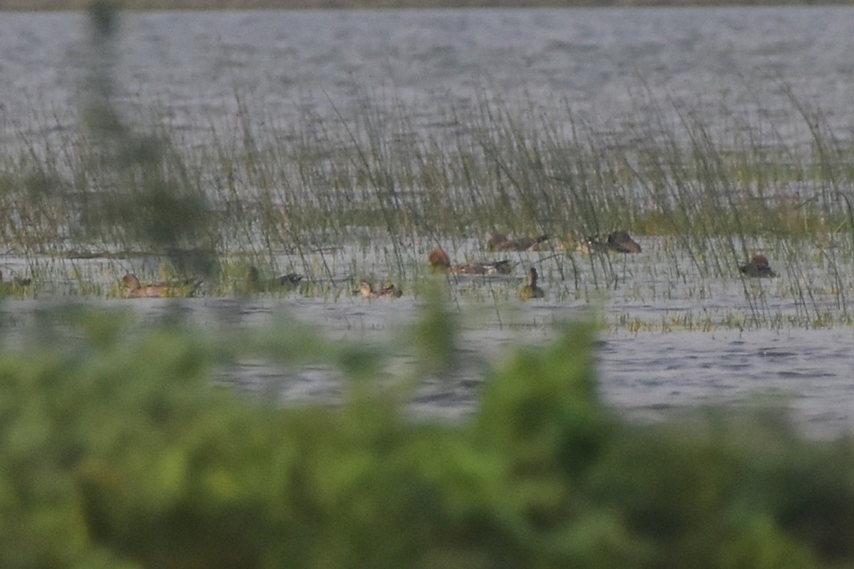 Eurasian Wigeon - ML646680796