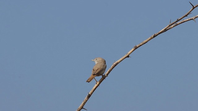 Asian Desert Warbler - ML646680797