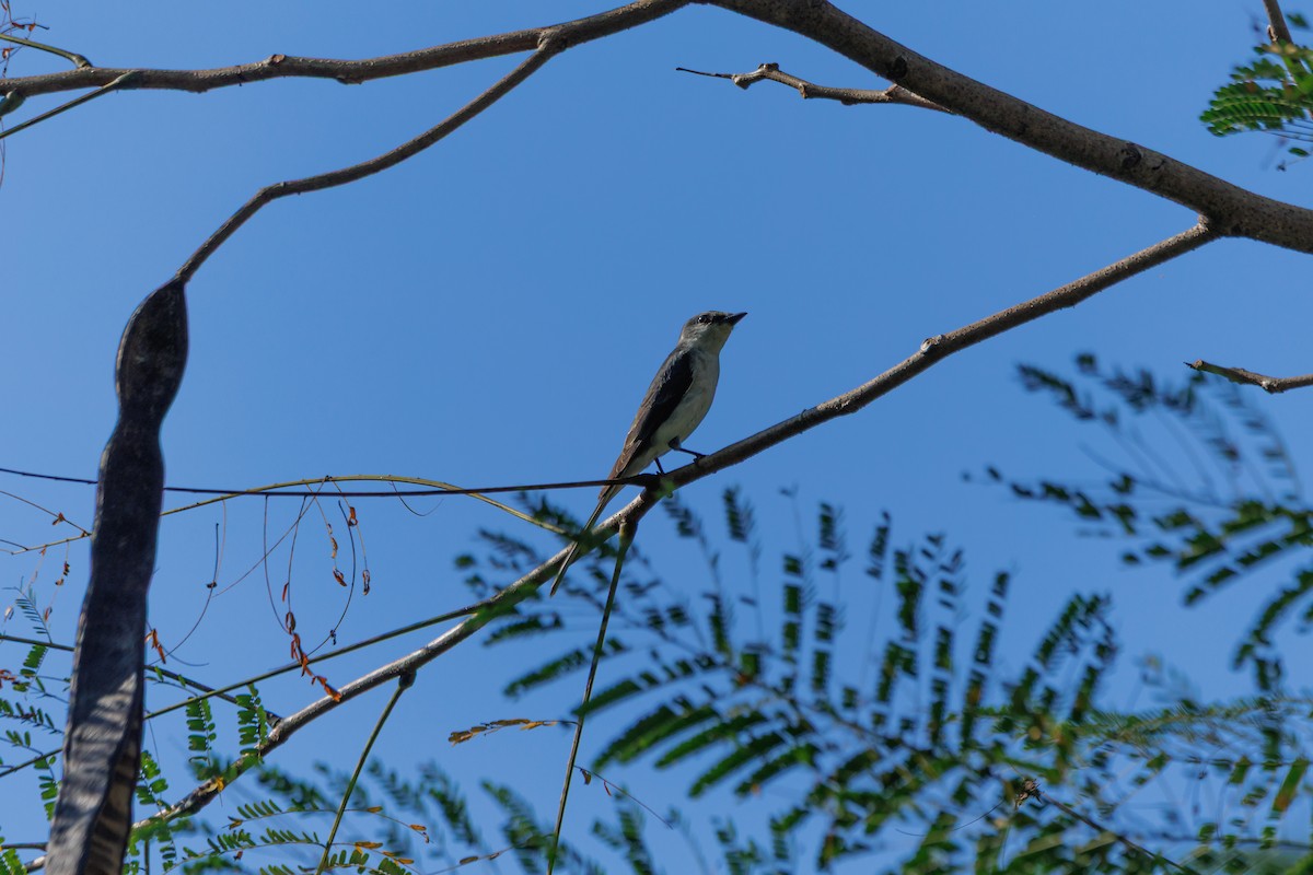 askemønjefugl - ML646680798