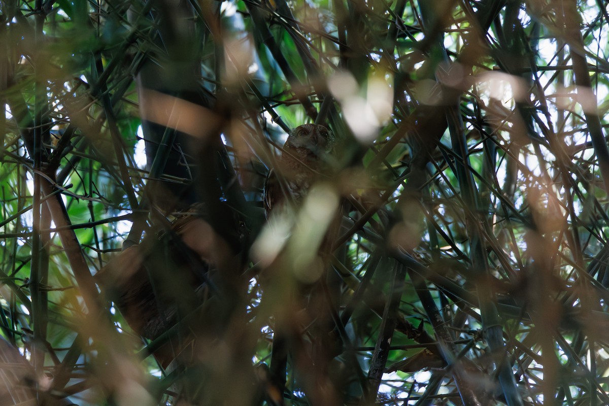 orientugle (japonicus gr.) - ML646680799