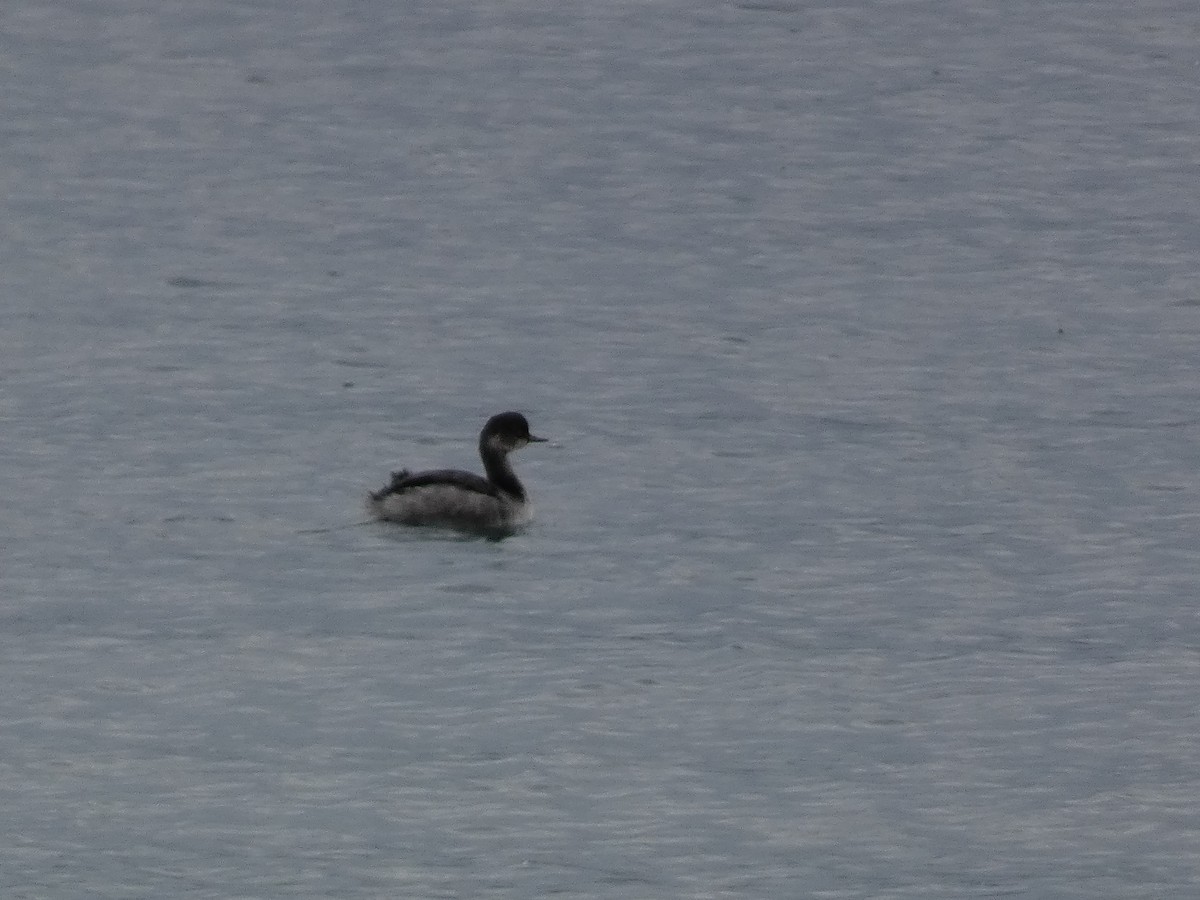 Grèbe à cou noir - ML646680803