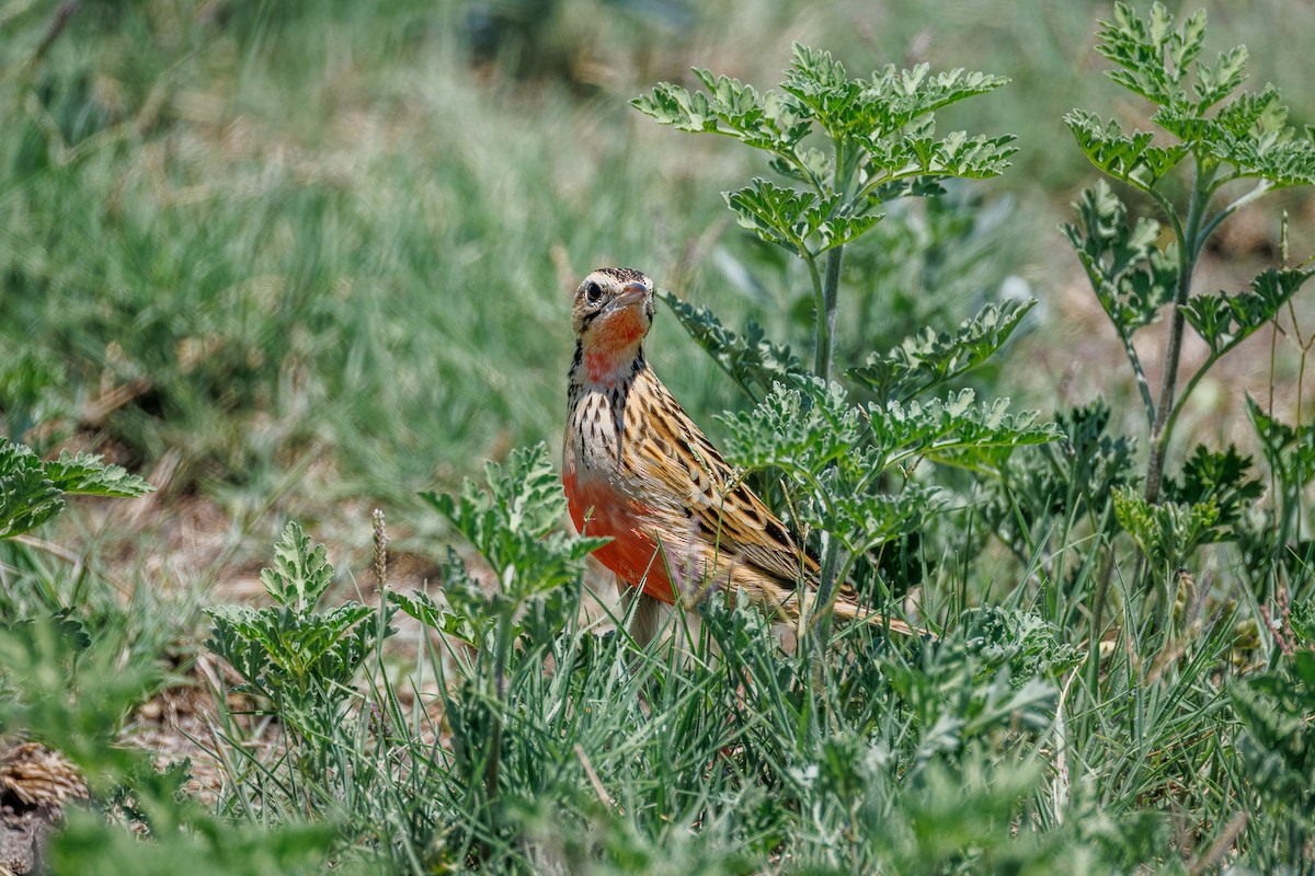 Rosy-throated Longclaw - ML646680807