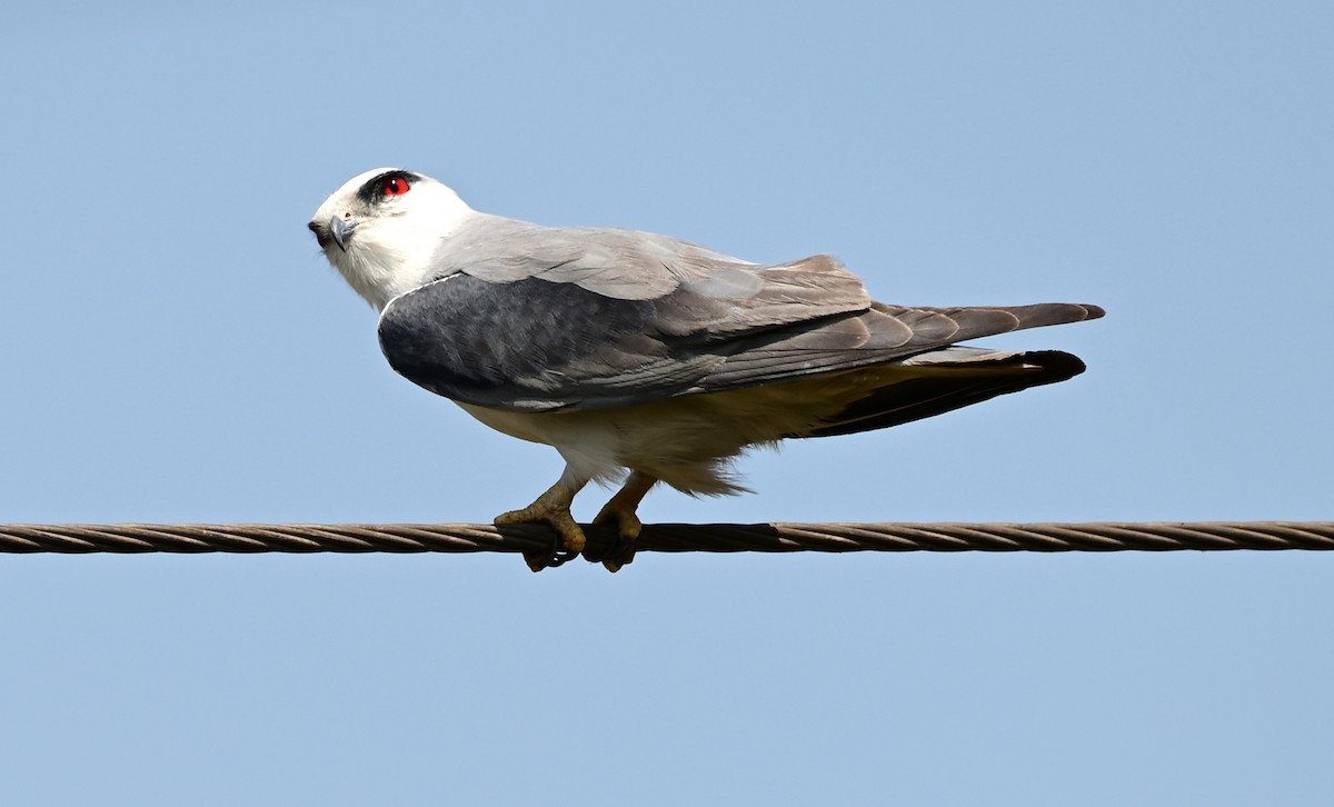 Black-winged Kite - ML646680808