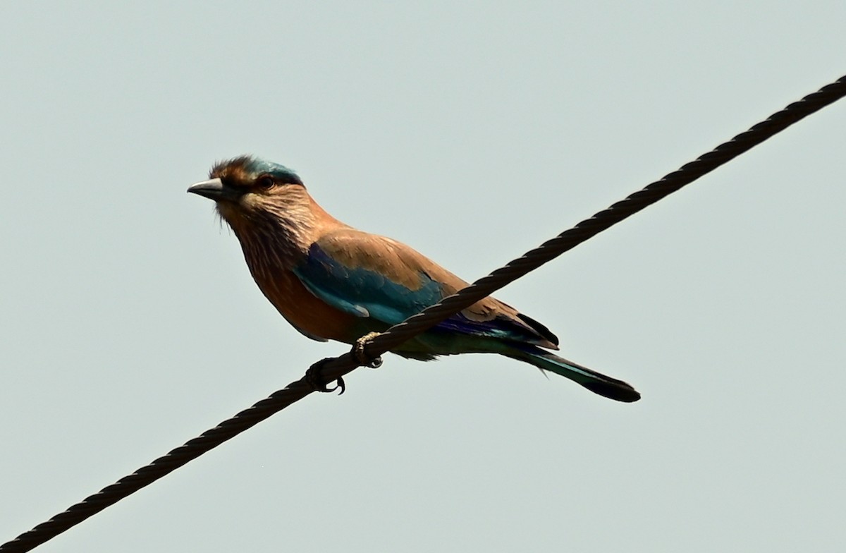 Indian Roller - ML646680811