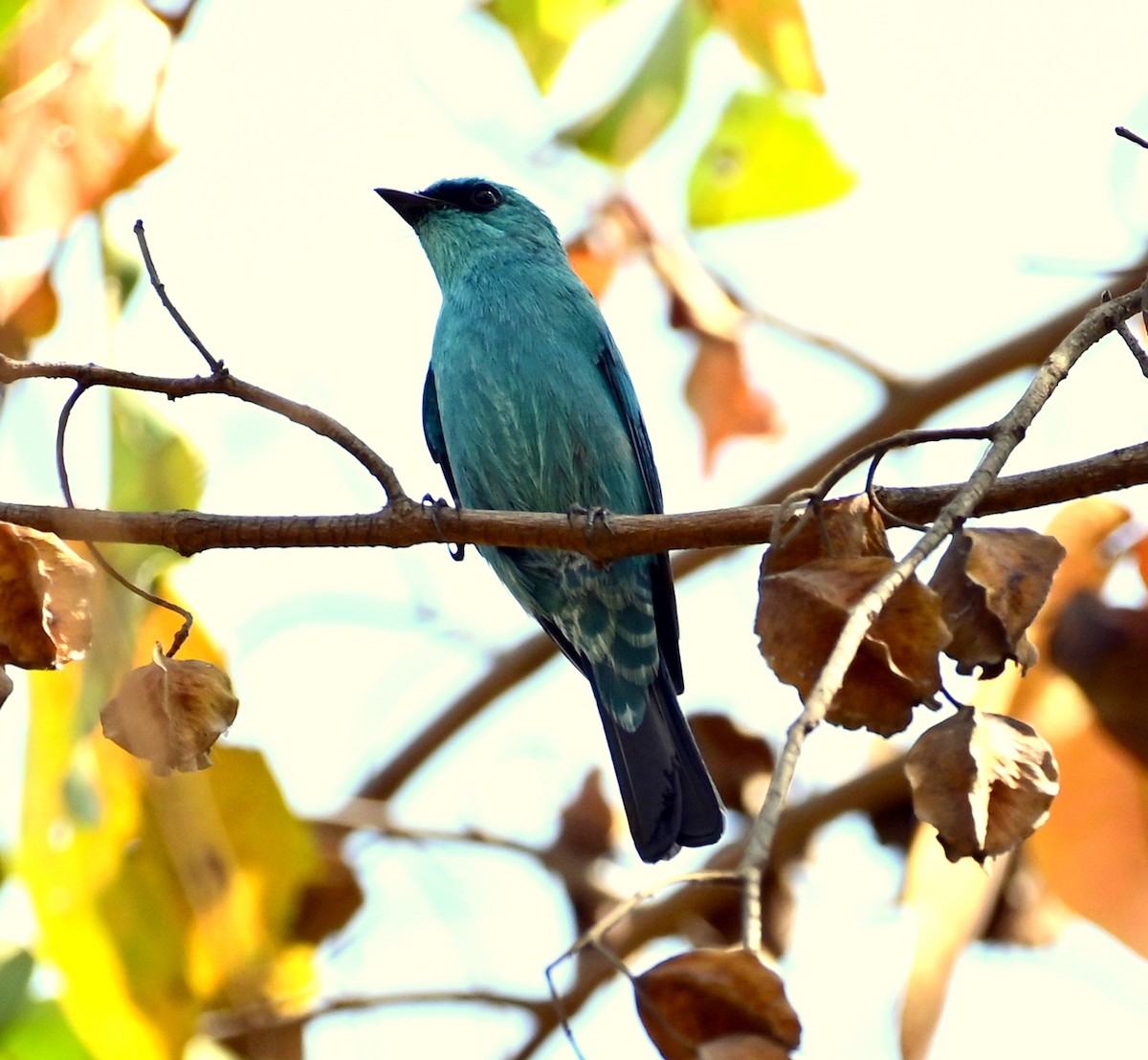 Verditer Flycatcher - ML646680812
