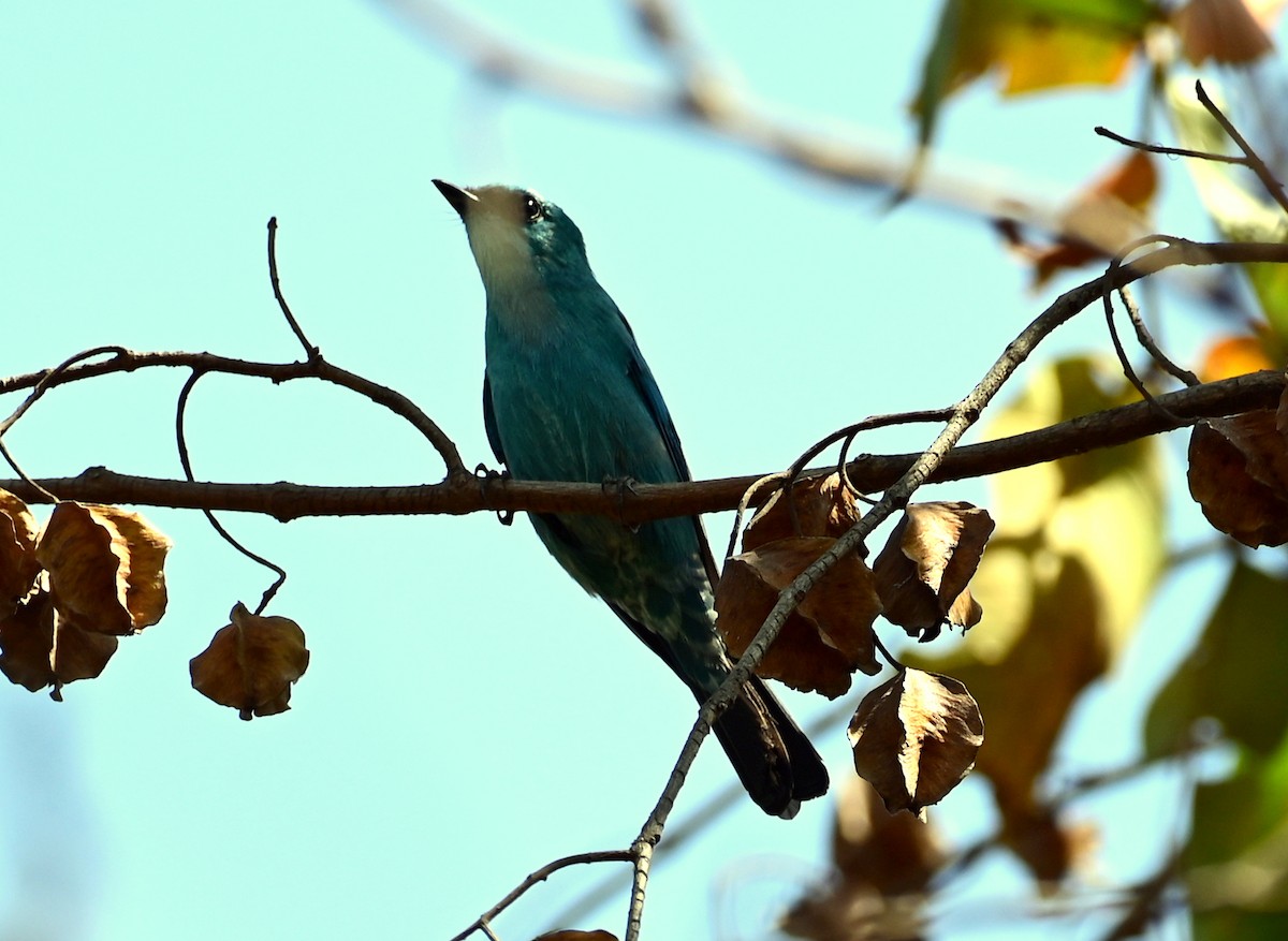Verditer Flycatcher - ML646680813