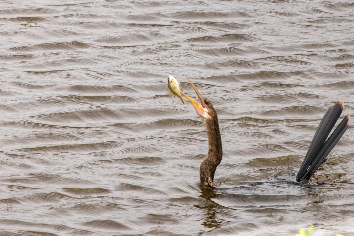 Amerika Yılanboyunu - ML646680814