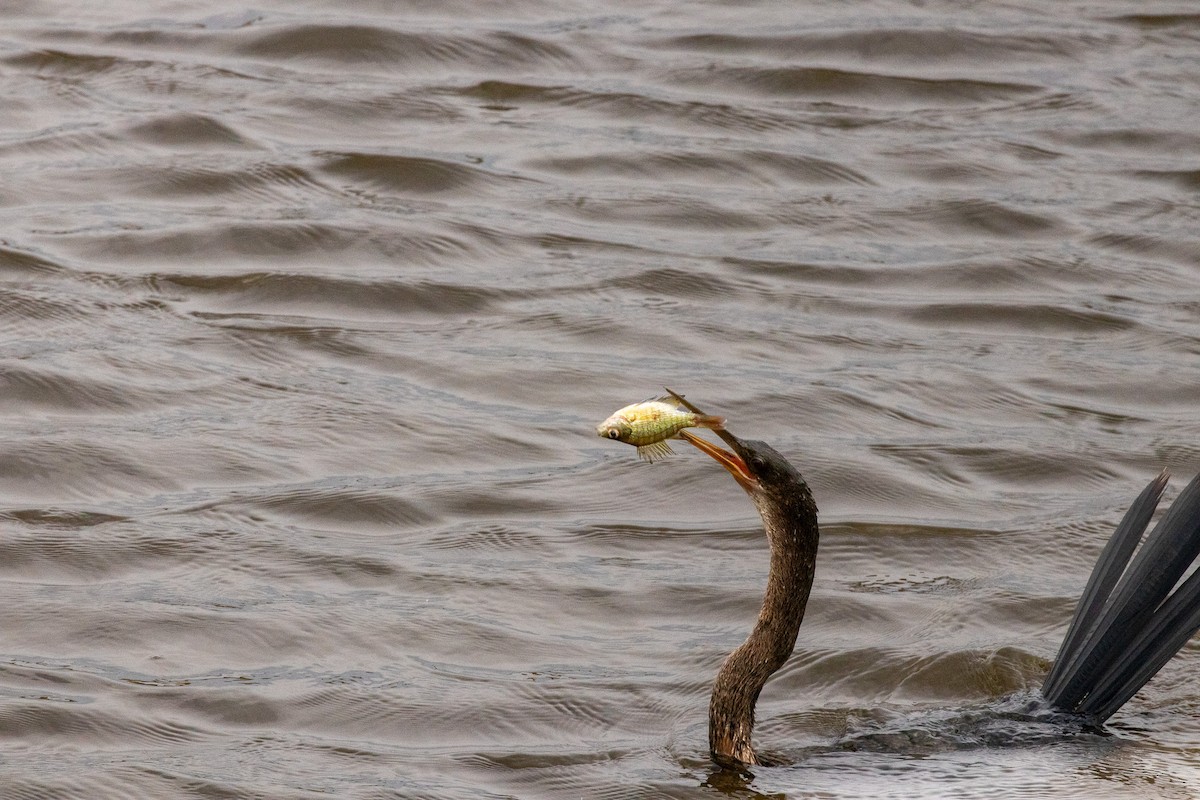 Amerika Yılanboyunu - ML646680815