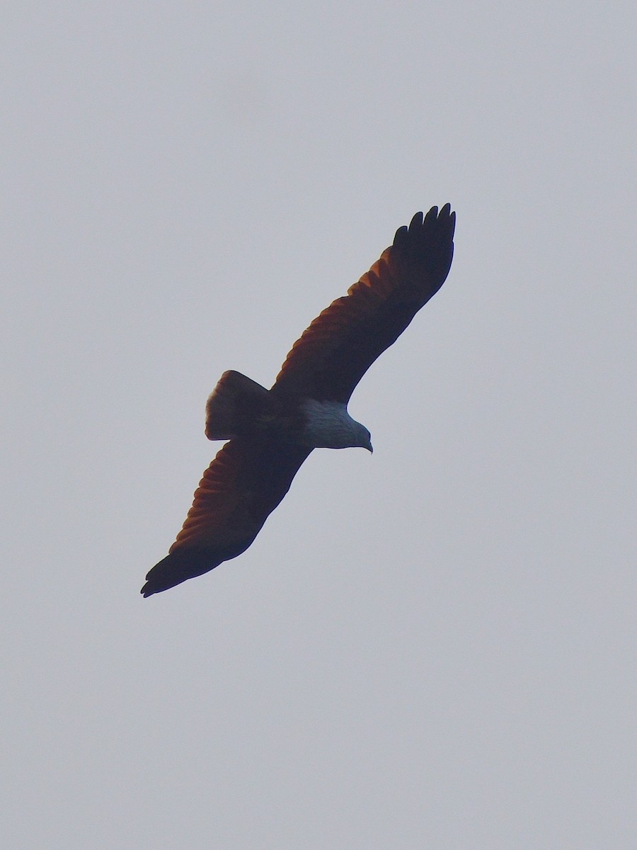 Brahminy Kite - ML646680817
