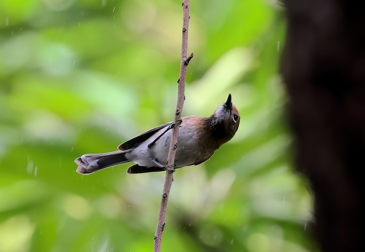 Oahu Monarkı - ML646680819