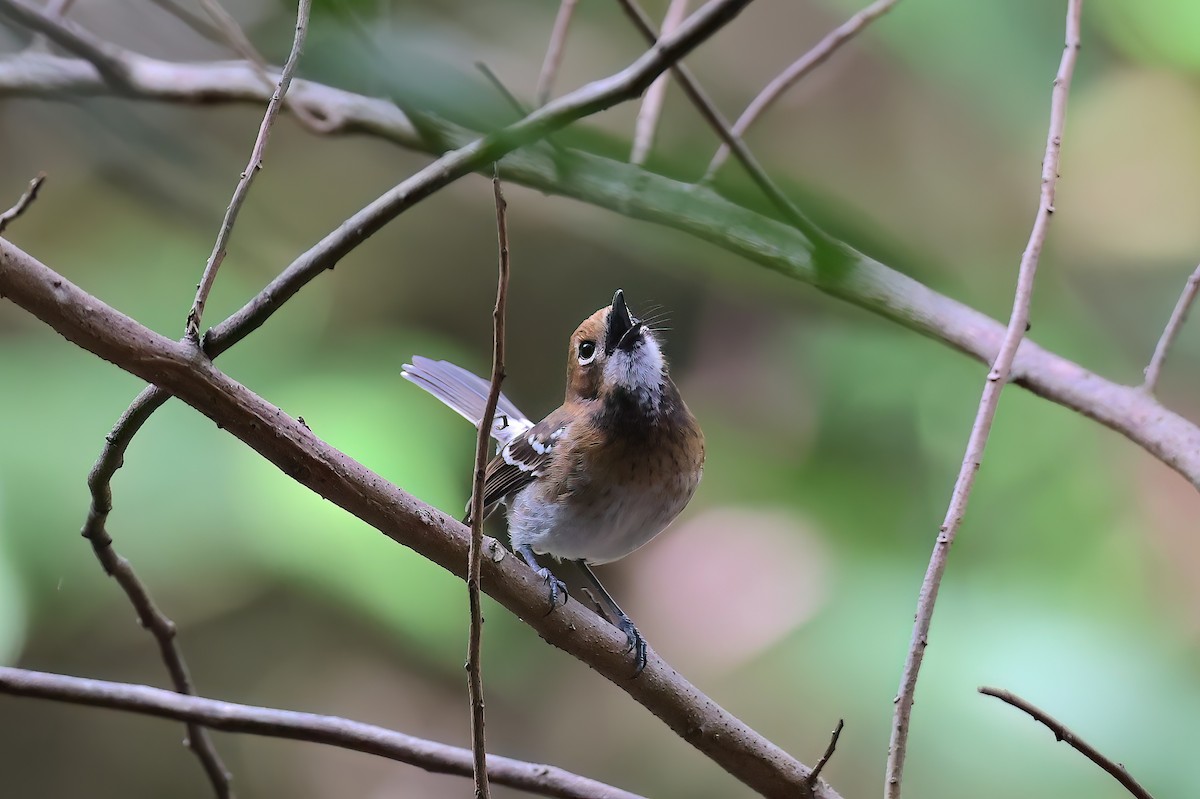 Oahu Monarkı - ML646680820