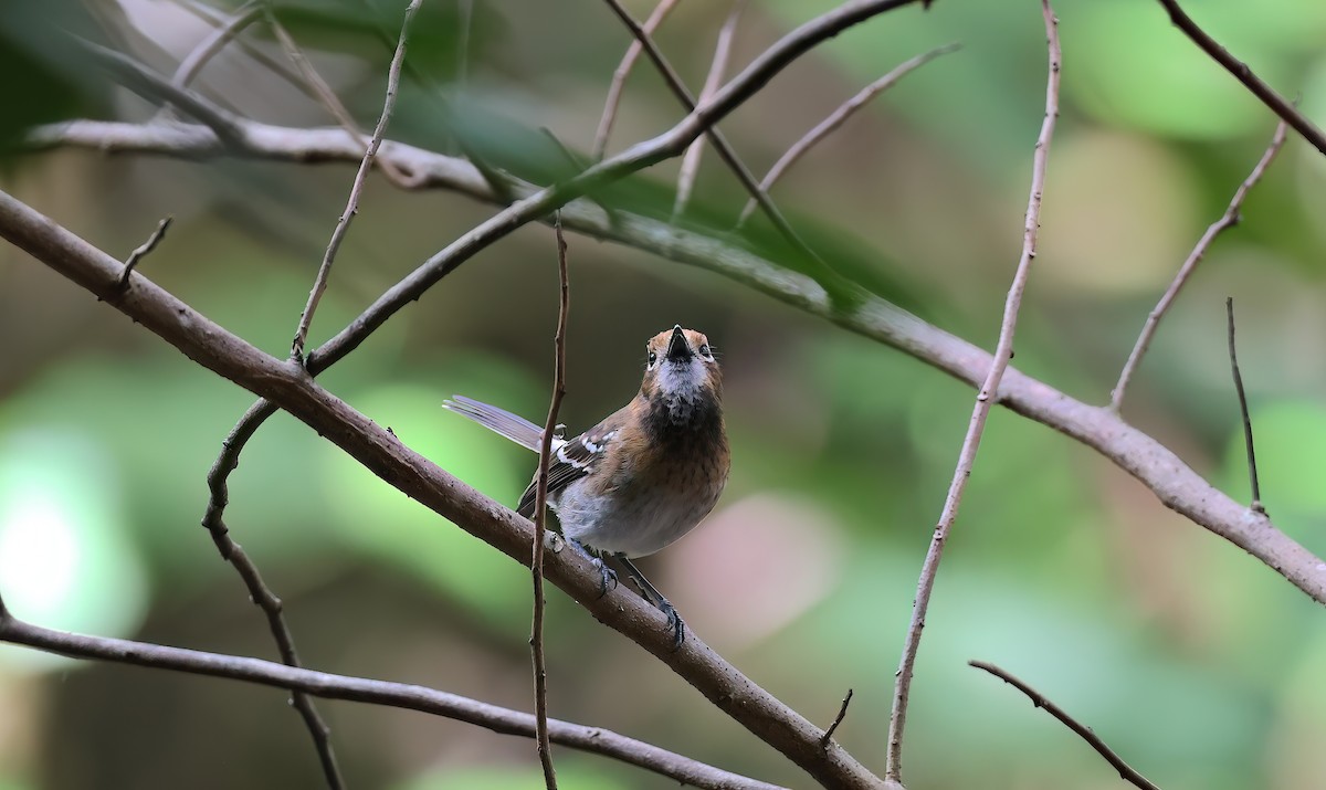 Oahu Monarkı - ML646680821