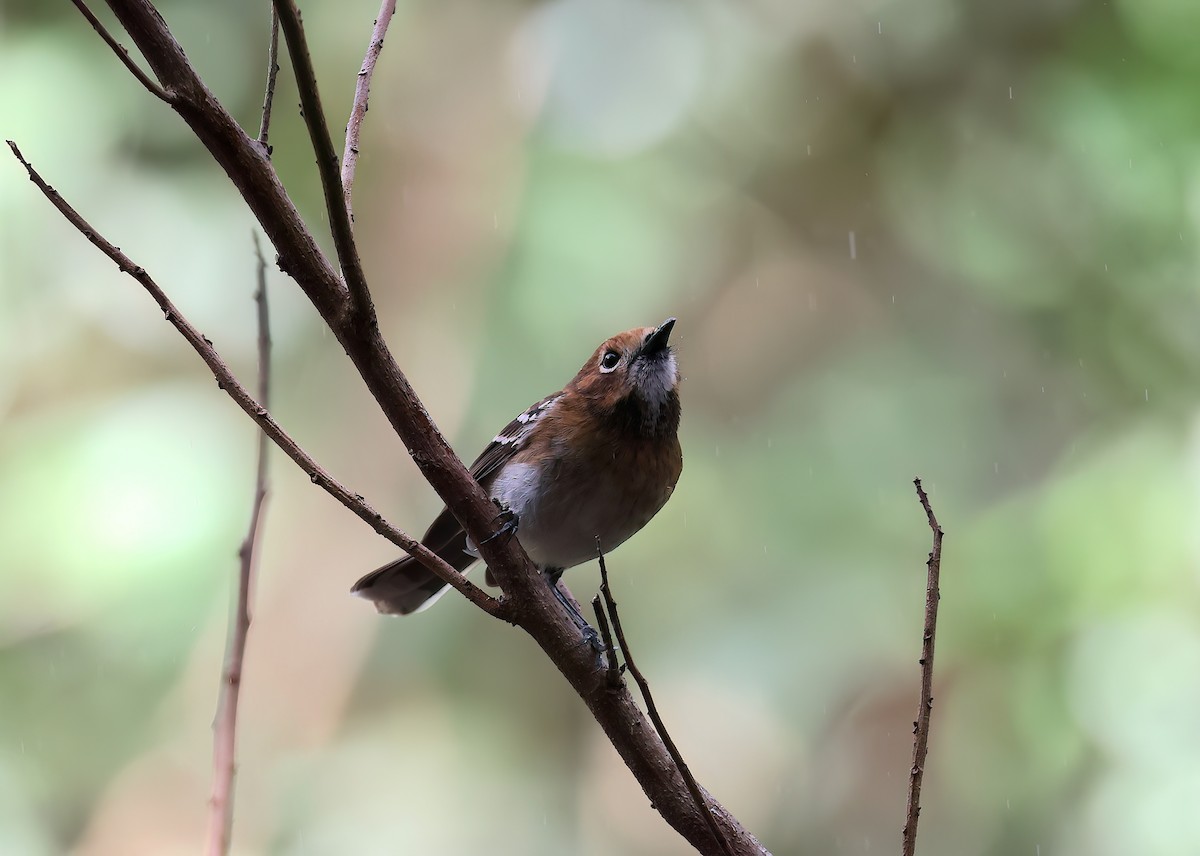 Oahu Monarkı - ML646680822