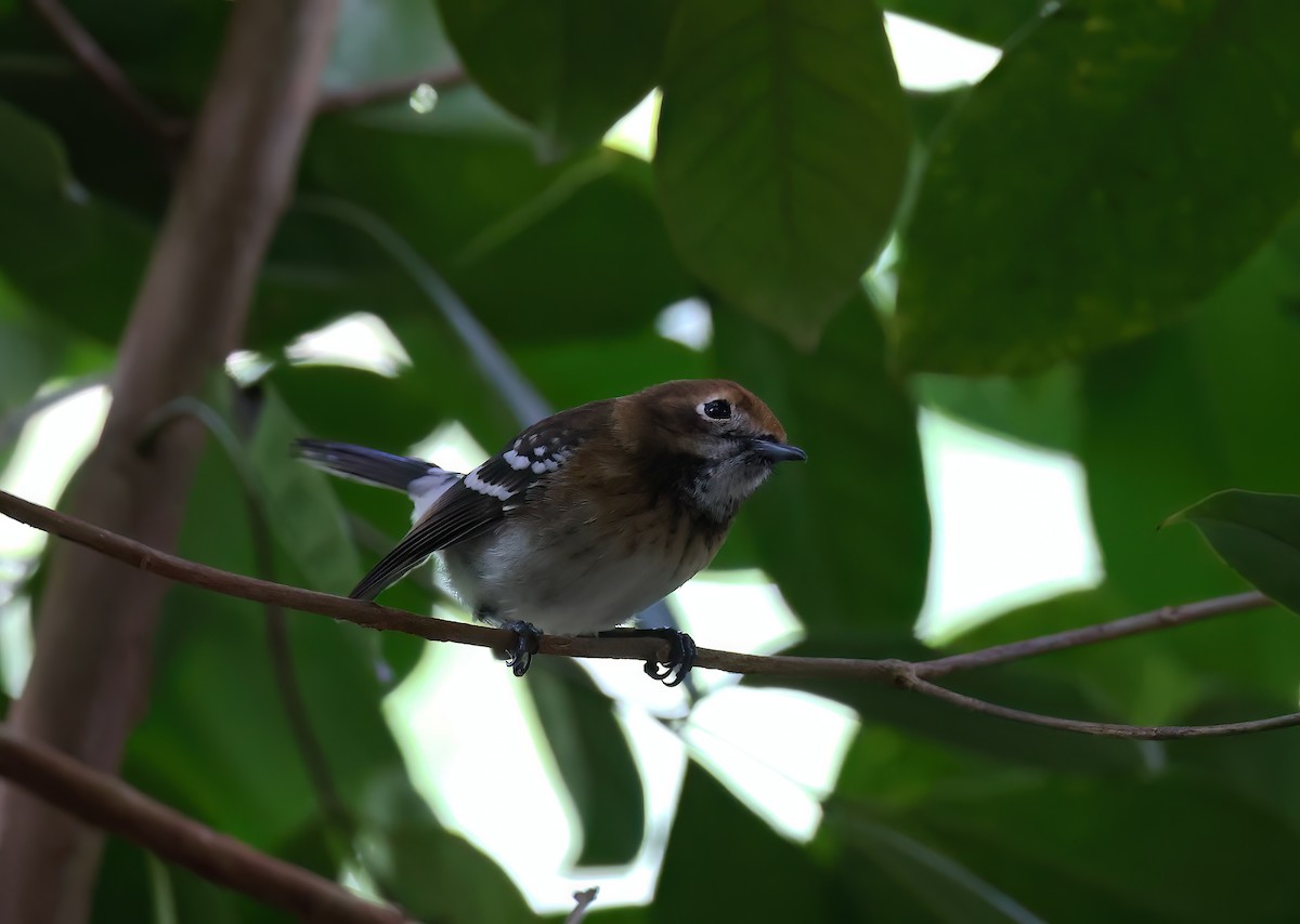 Oahu Monarkı - ML646680823