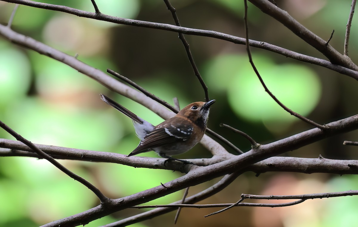 Oahu Monarkı - ML646680824