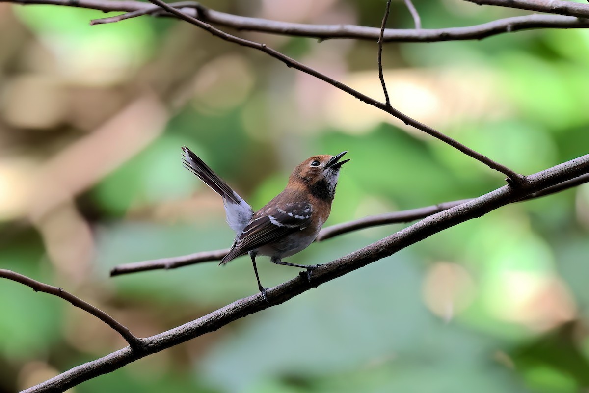 Oahu Monarkı - ML646680825