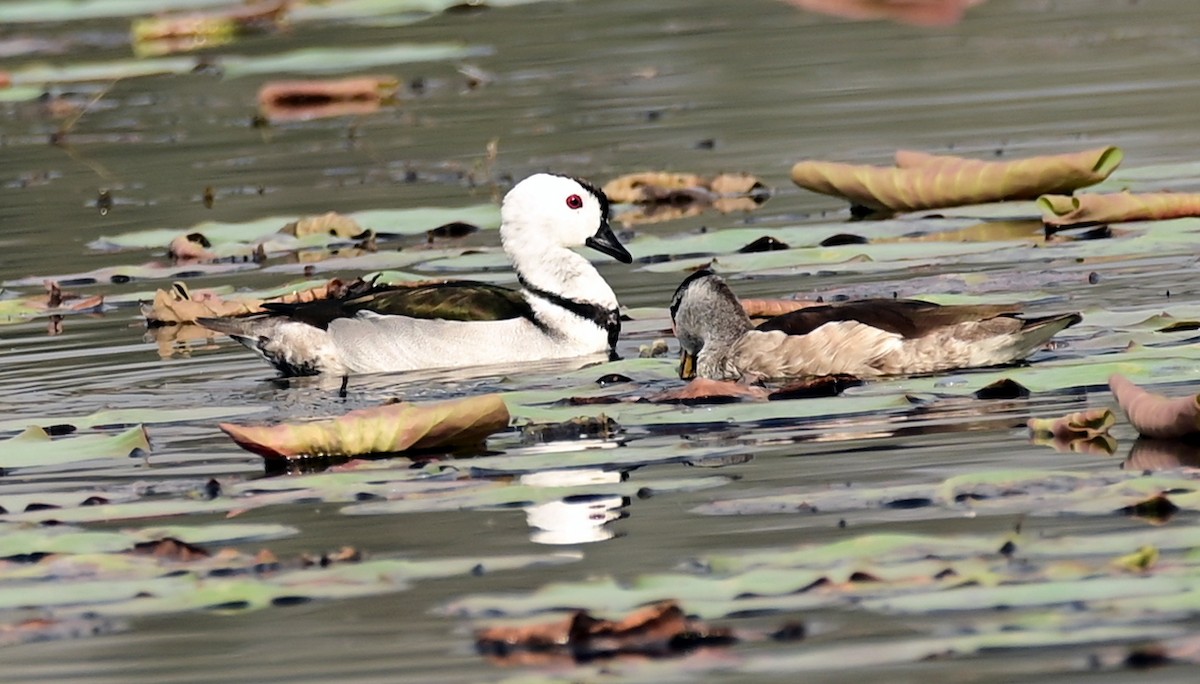 Cotton Pygmy-Goose - ML646680826