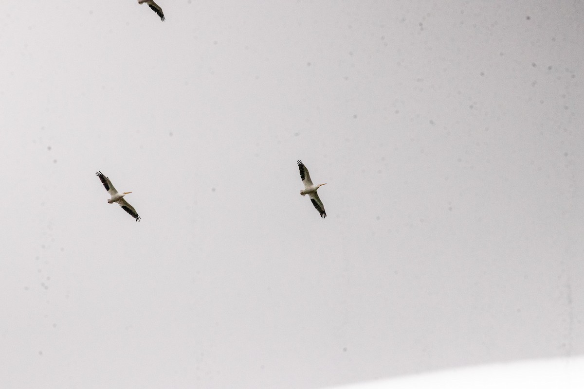 Amerika Pelikanı - ML646680829