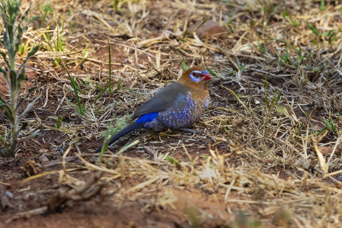 Purple Grenadier - ML646680830