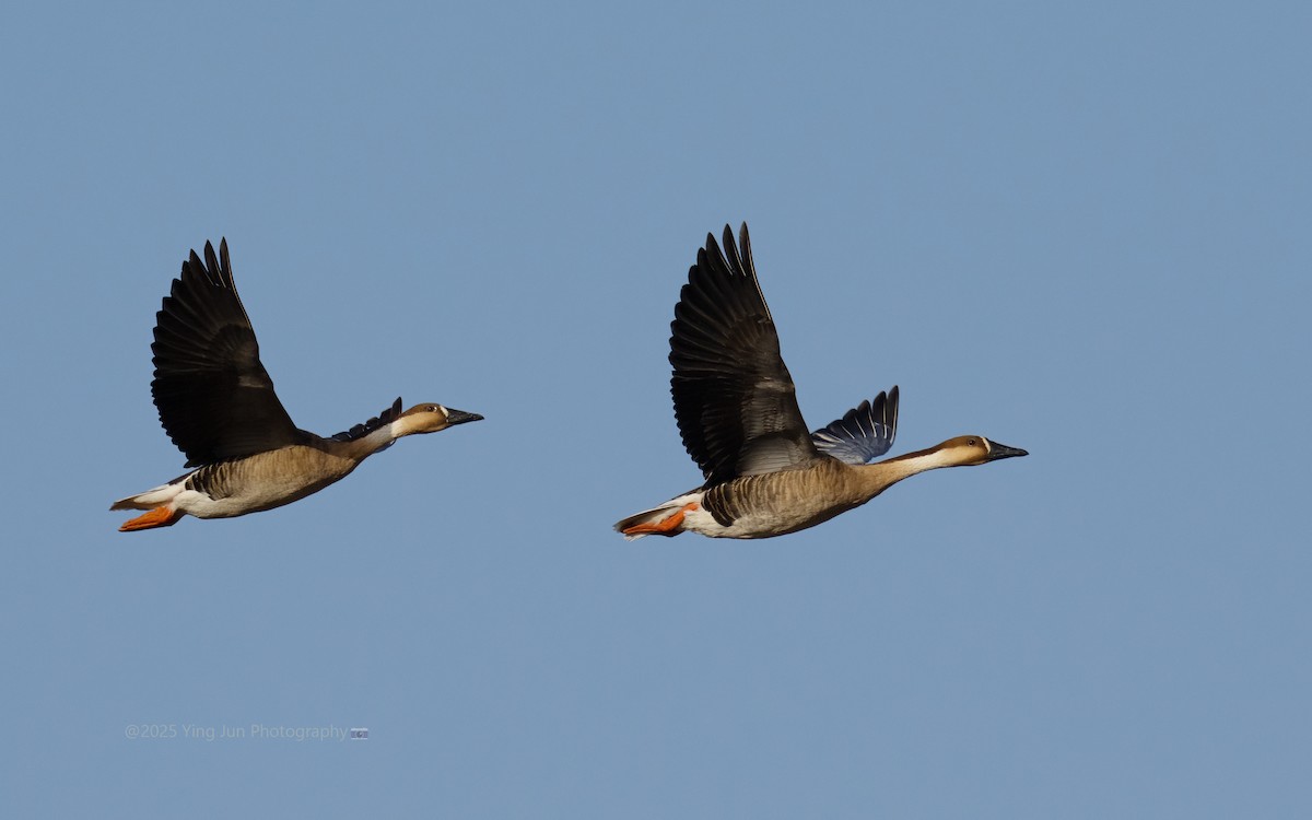 husa labutí - ML646680831