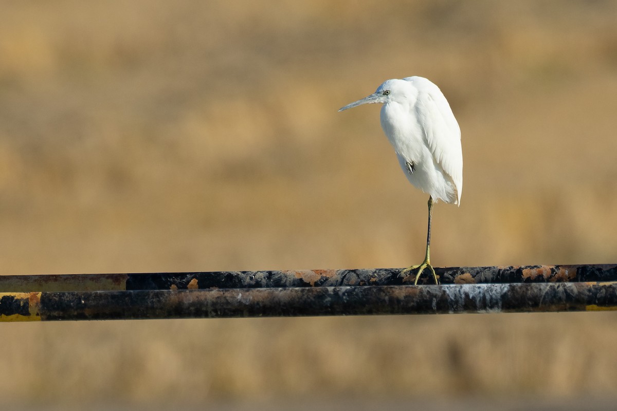 Чепура мала - ML646680832
