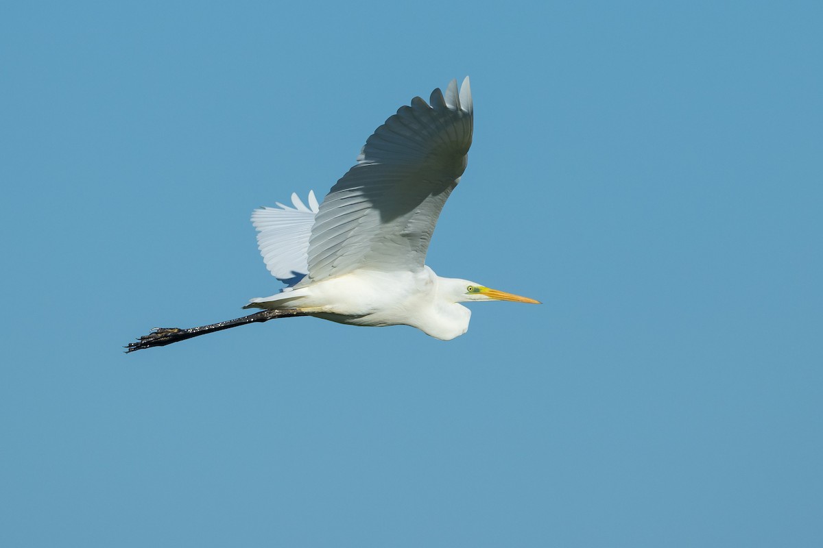 Чапля велика - ML646680833