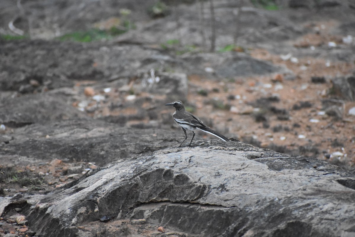 Плиска білоброва - ML646680836