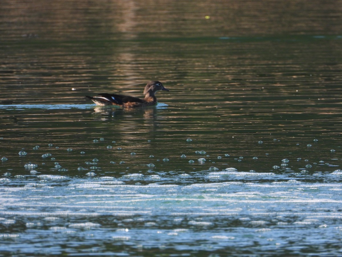 kachnička karolínská - ML646680837