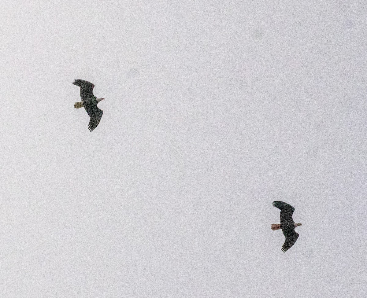 Bald Eagle - ML646680838