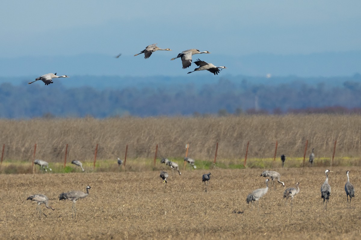 Журавель сірий - ML646680839