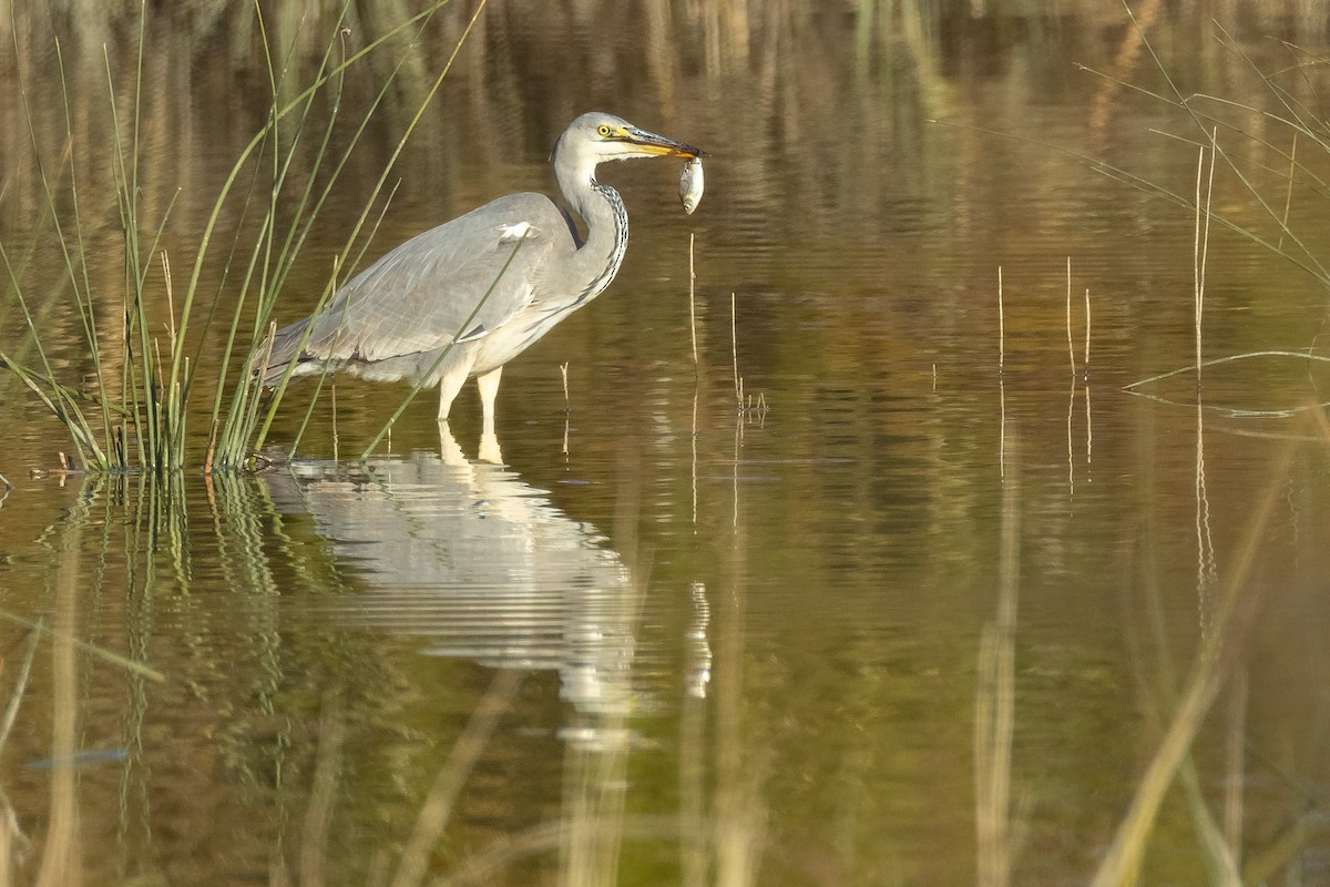 Чапля сіра - ML646680840
