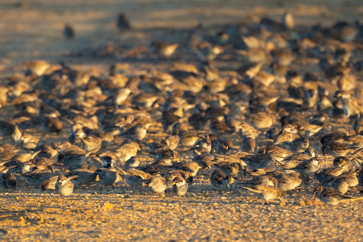 Горобець чорногрудий - ML646680841