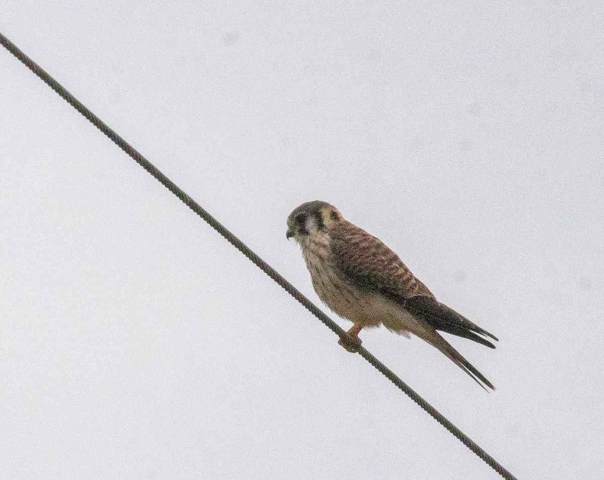 Ala Kerkenez - ML646680842