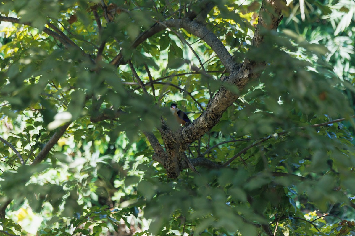 svarthetteisfugl - ML646680843