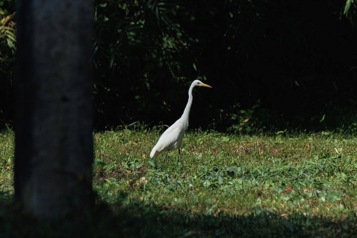 duskhegre - ML646680848