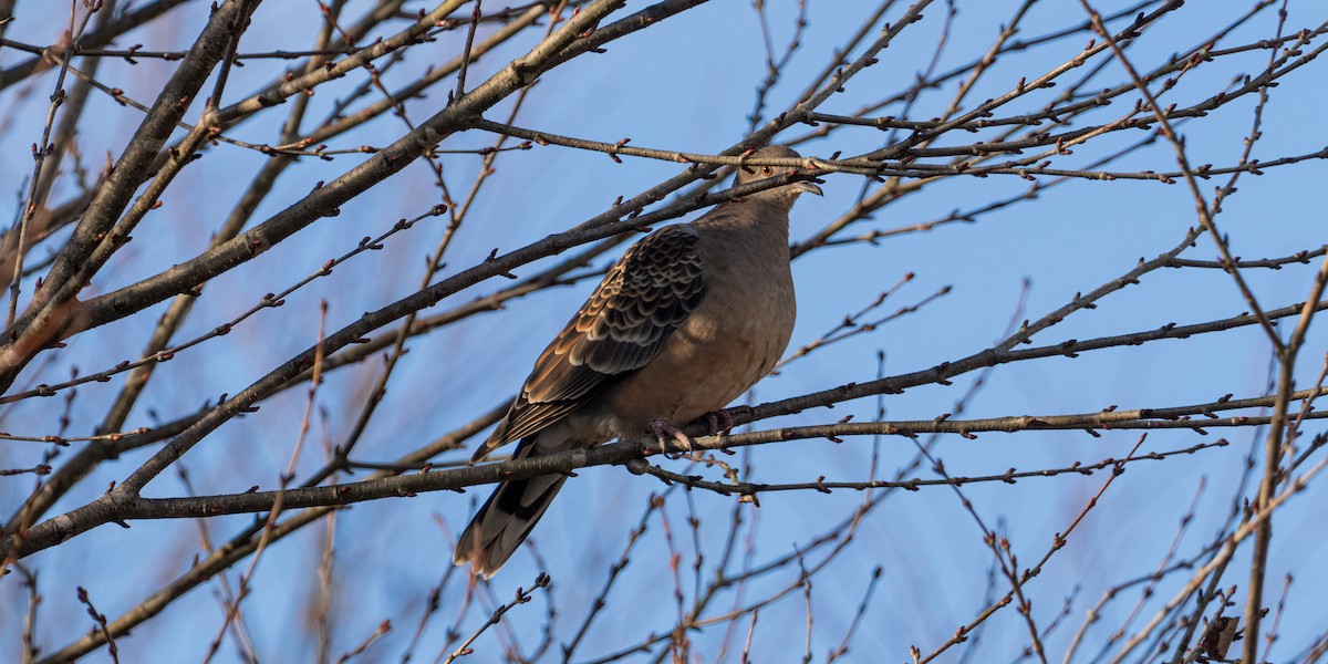 Oriental Turtle-Dove - ML646680850