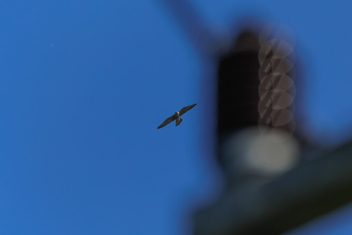 vandrefalk - ML646680853