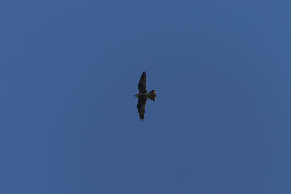 vandrefalk - ML646680854