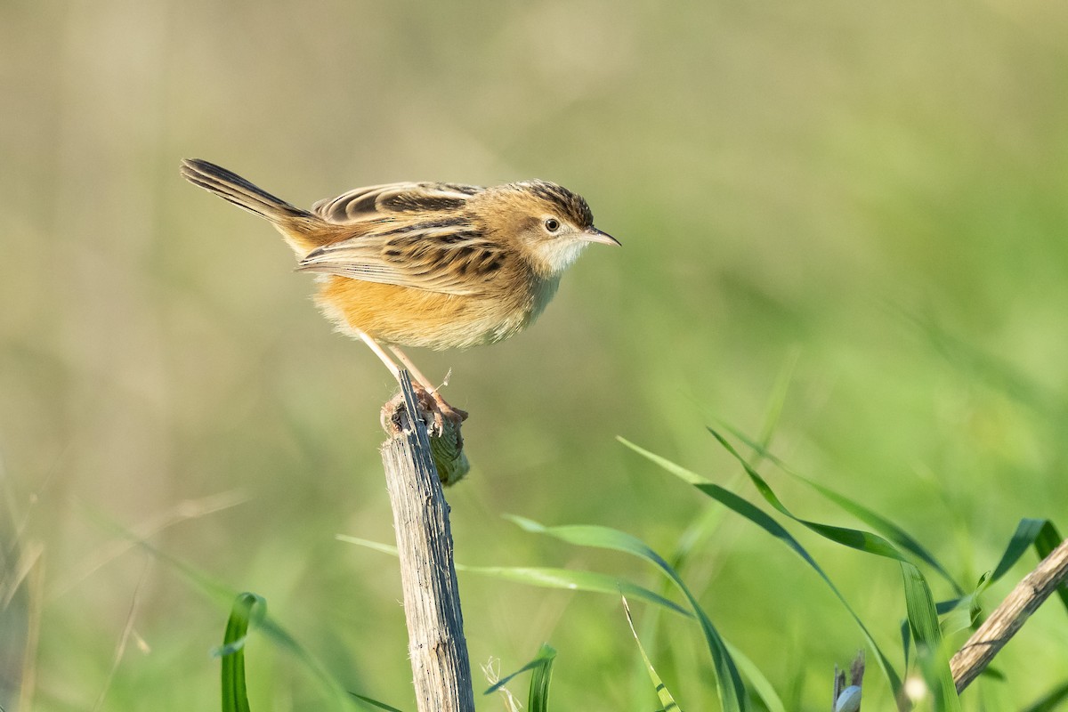 Таміка віялохвоста - ML646680860
