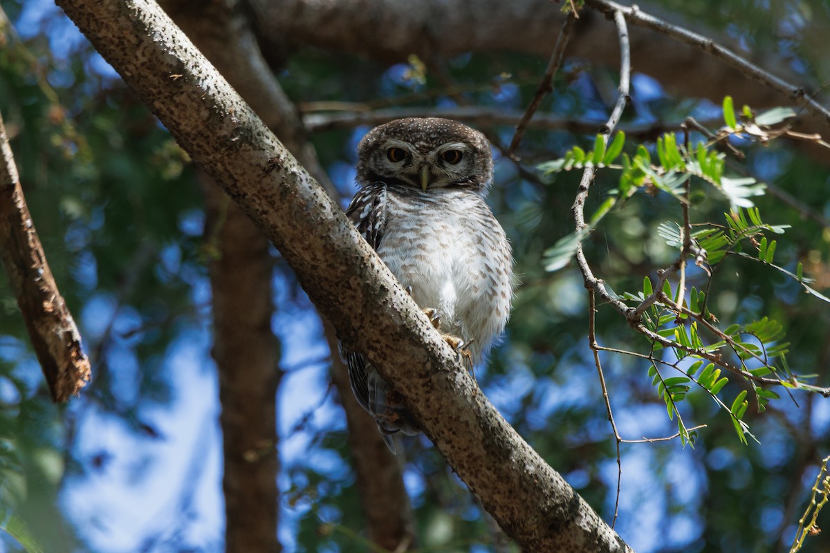 tempelugle - ML646680861