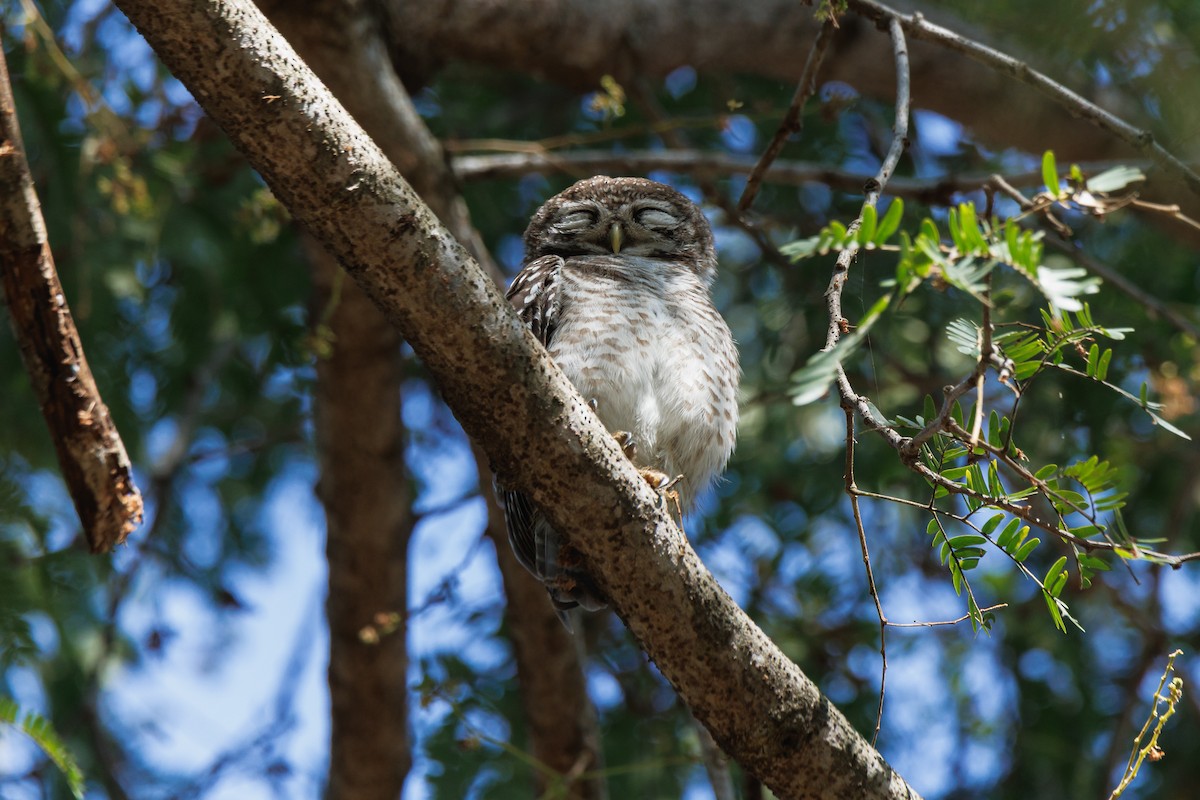 tempelugle - ML646680862