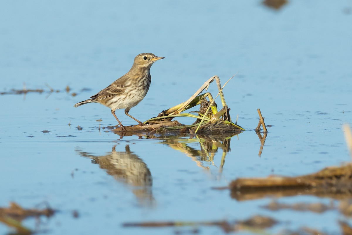 Щеврик гірський - ML646680868