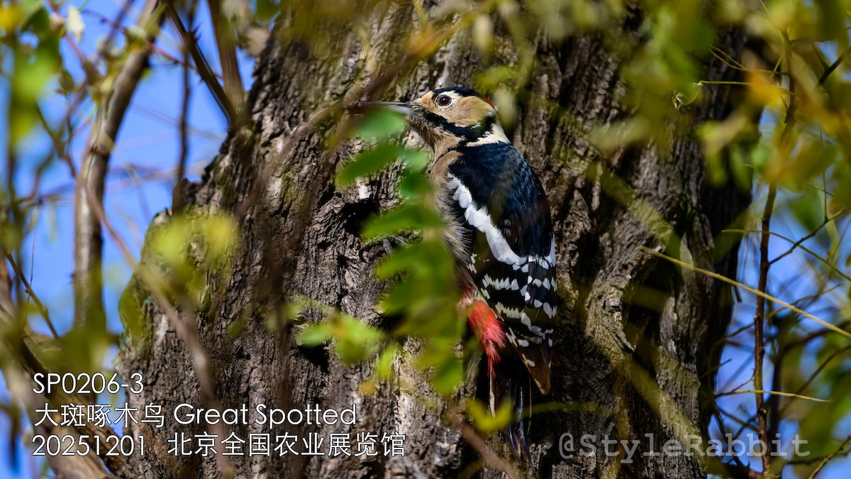 נקר עקוד - ML646680869