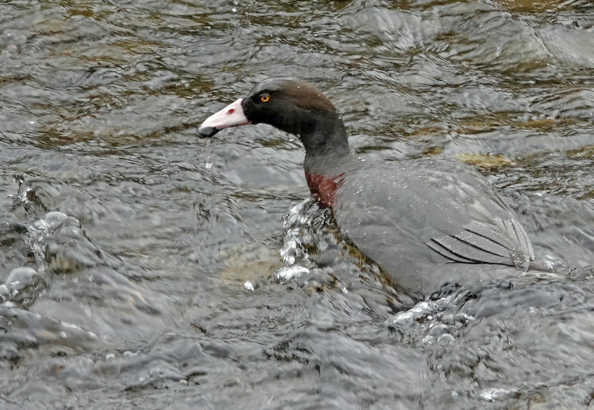 Mavi Ördek - ML646680874