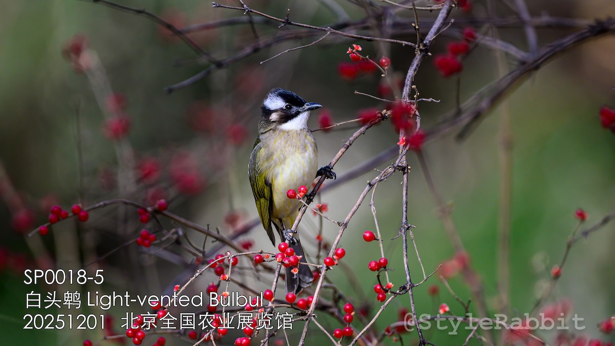 Light-vented Bulbul - ML646680875