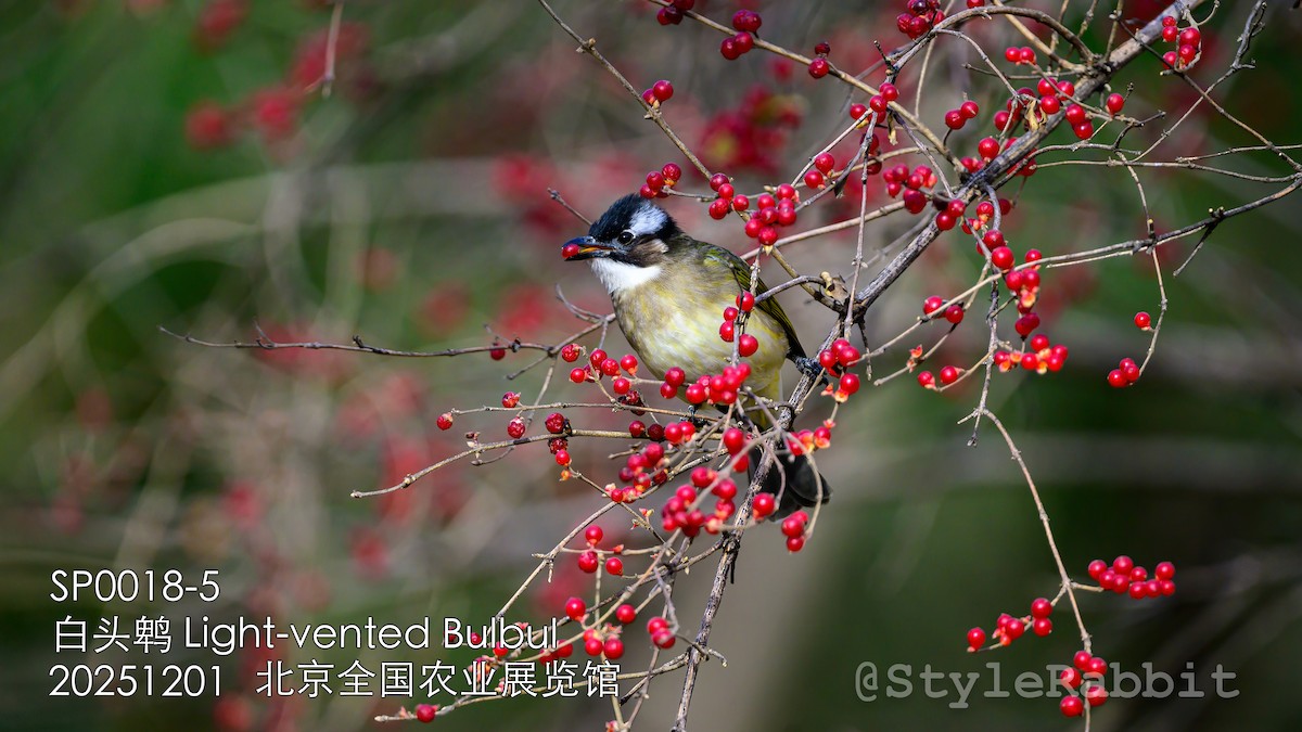 Light-vented Bulbul - ML646680876