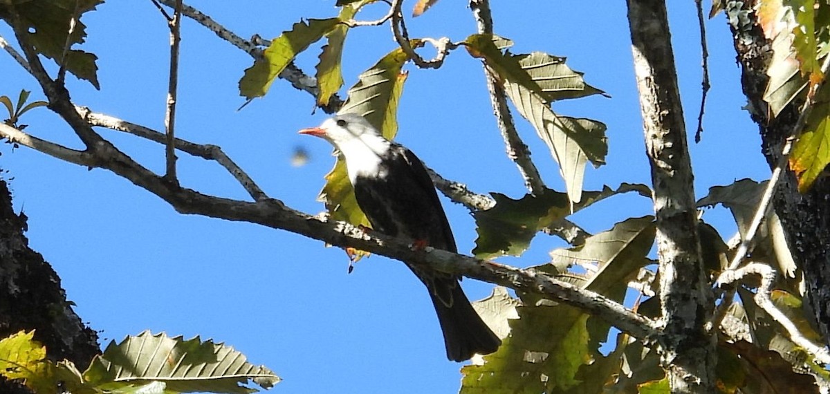 Black Bulbul (leucocephalus Group) - ML646680878