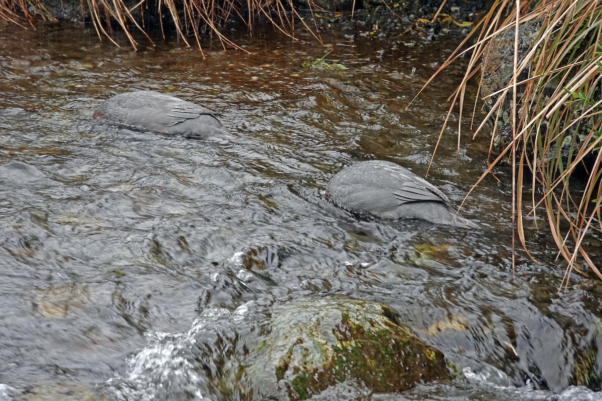 Mavi Ördek - ML646680879